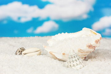 Obraz na płótnie Canvas Sól morska z muszli na tle nieba z bliska