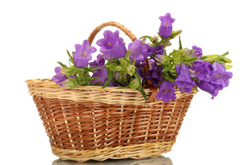 blue bell flowers in basket isolated on white