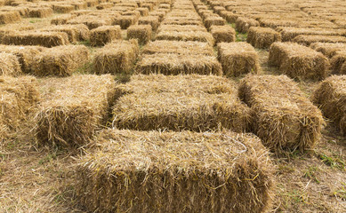 Straw bales in row