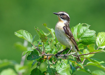 Whinchat