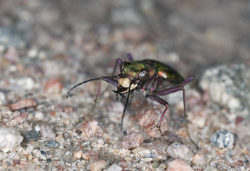 Green tiger beetle, Cicindela campestris