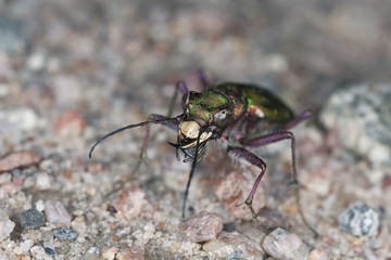 Green tiger beetle, Cicindela campestris