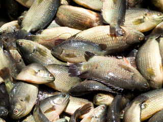 Fresh Fish