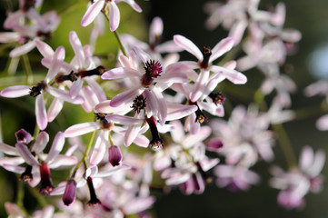 Fleurs de l'arbre de Neem