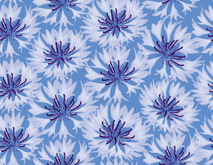 seamless pattern background with blue and lilac knapweeds