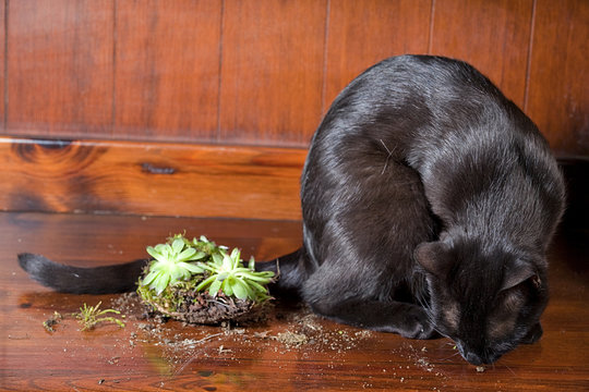 Gatta nera e pianta grassa del Carso