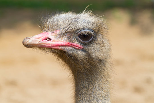 Ostrich close-up