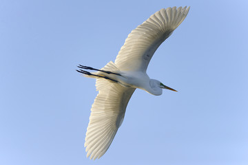 ardea alba, great egret