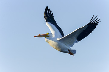 Fototapeta na wymiar amerykański biały pelikan, pelecanus erythrorhynchos