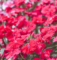 soft focus on red flowers
