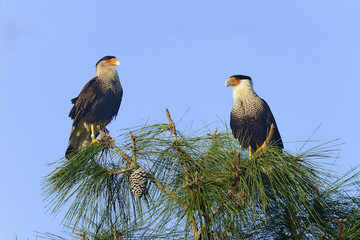 caracara cheriway, northern crested caracara