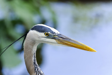 great blue heron, ardea herodias