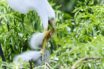 ardea alba, great egret