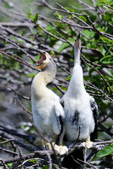 anhinga, anhinga anhinga, water turkey