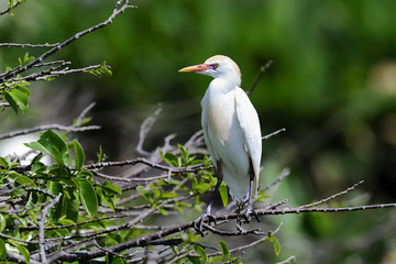 bubulcus ibis, cattle egret