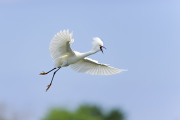 snowy egret, egretta thula