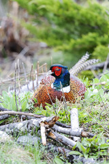 common pheasant, phasianus colchicus