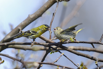 eurasian siskin, carduelis spinus
