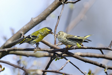 eurasian siskin, carduelis spinus