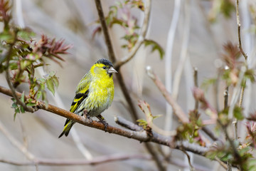 eurasian siskin, carduelis spinus