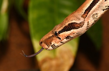 Boa constrictor