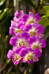 beautiful purple orchid