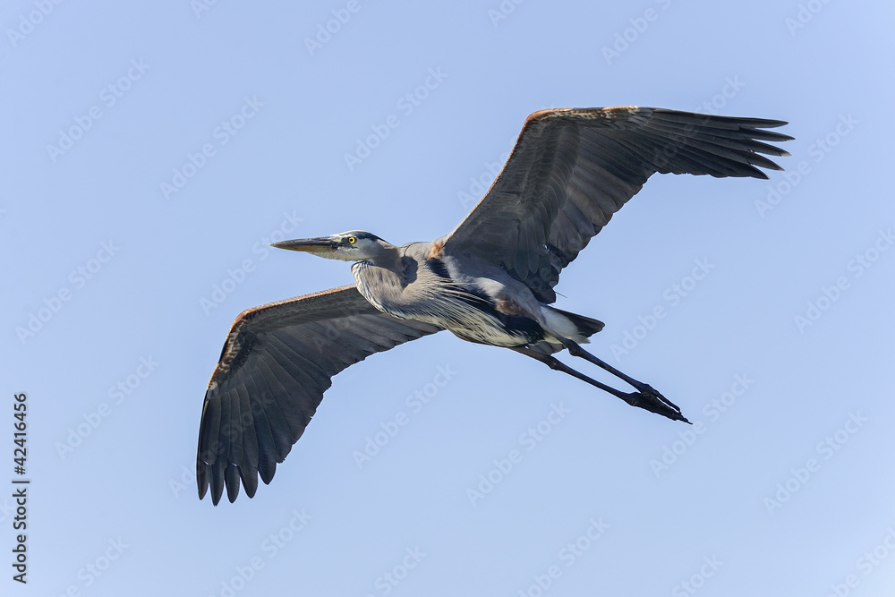 Wall mural great blue heron, ardea herodias