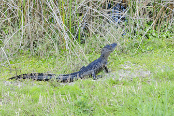 alligator mississippiensis, american alligator