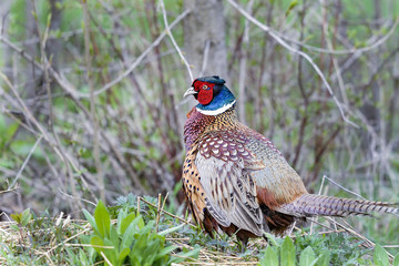 common pheasant, phasianus colchicus