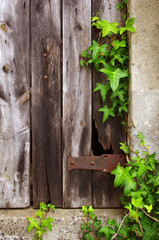 Old Door and Foliage