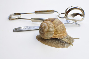 Dégustation d'escargot