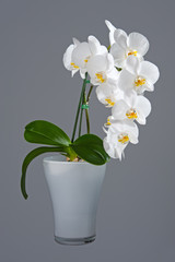 white orchid