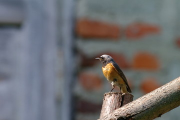 Pleszka zwyczajna samica samiec