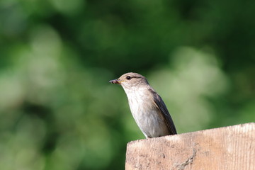 Muchołówka szara z owadem w dziobie