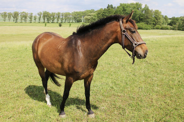 Obraz premium Brown Horse on the green Field