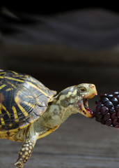 Fototapeta premium Turtle Eating