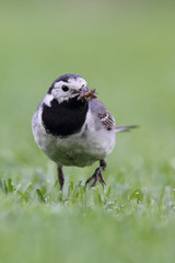 Bachstelze (Motacilla alba)