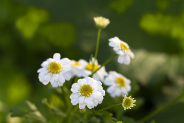 Junge Gänseblümchen,Makro