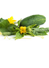 The cucumber white flowers