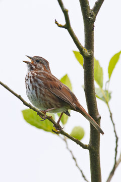 Singing Song Sparrow