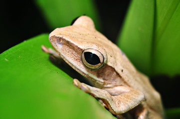 Beautiful frog eye