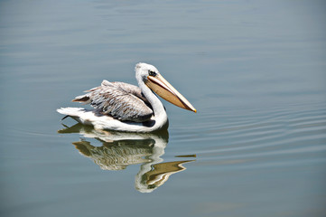 Lonely Pelicans