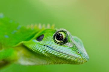 Close-up green gecko