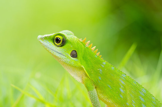 Beautiful green gecko lizard
