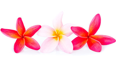 Pink and red plumeria flower arrangement isolated
