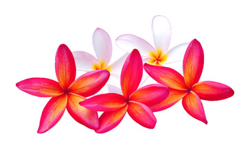 Plumeria isolated on white