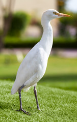 Egyptian heron bird