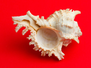Sea shell over a red background