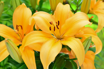 Yellow Lily flowers, Lilium