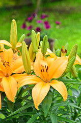 Obraz premium Yellow Lily's in the garden, Lilium